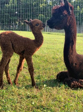 Alpaca baby and moma