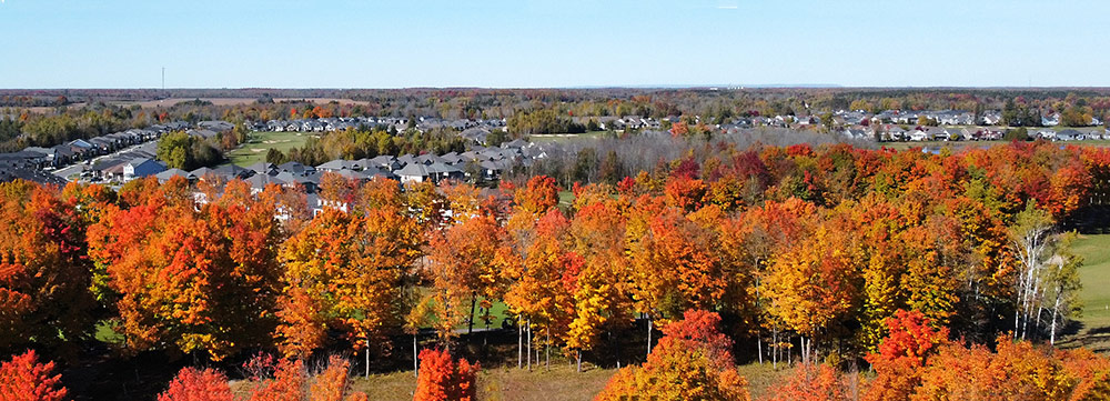 Housing and trees