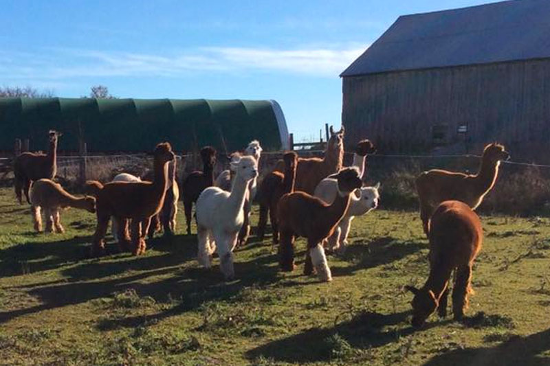 Alpaca Tracks T(h)read Lightly